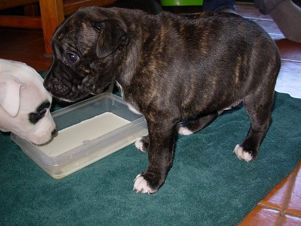 i wonder if i can fit in anymore milk.jpg