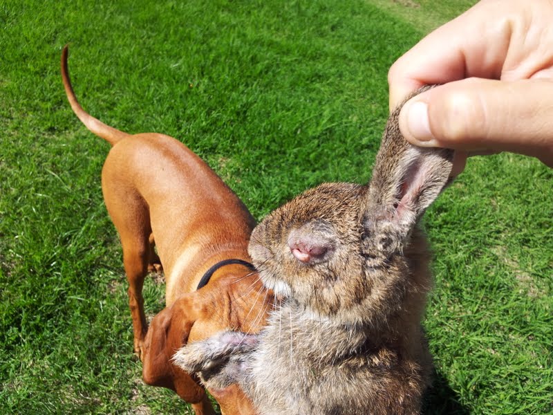 rabbit hunt 1.jpg