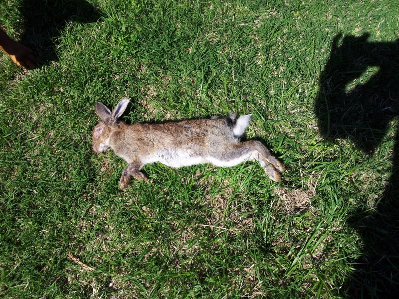 rabbit hunt 2.jpg
