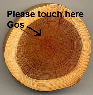300px-Taxus_wood.jpg