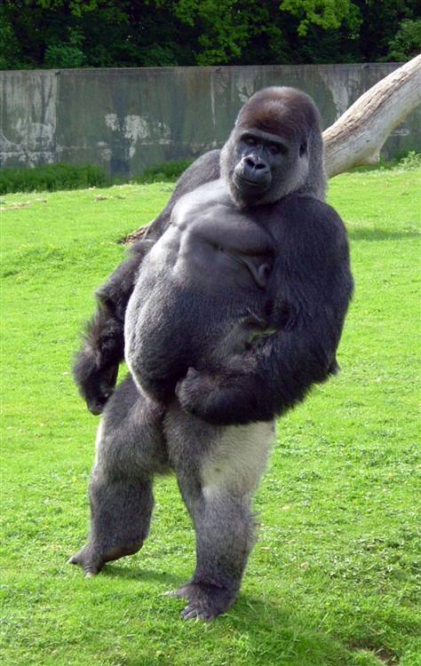 gorilla[1].jpg