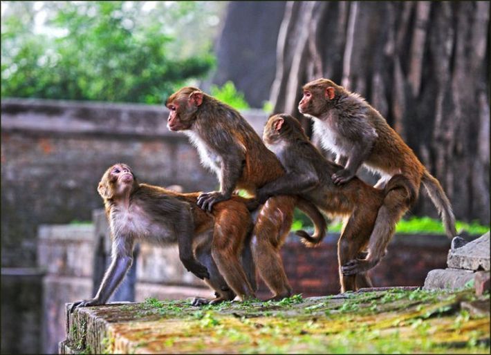 00003-monkey-porn_pic.jpg