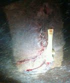 zsa zsa dog bite 2.jpg