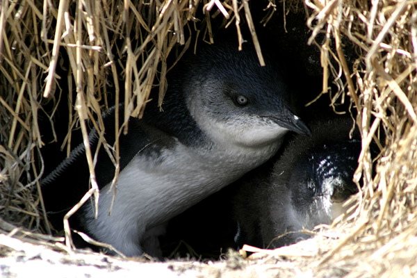 penguin.jpg