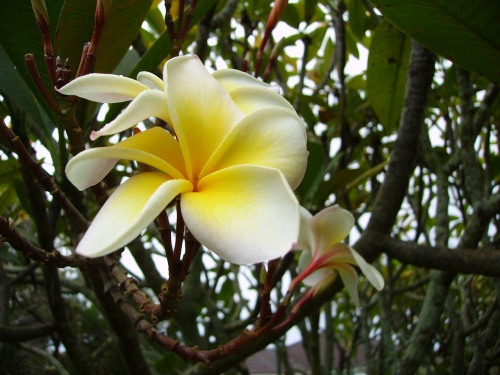 flower.jpg